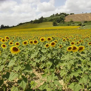  Alloggio per agriturismo Tenuta Di Colle Alberti Agriturismo Italia